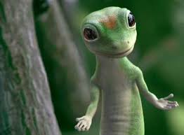 geckos lizard