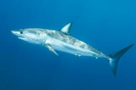 mako shark