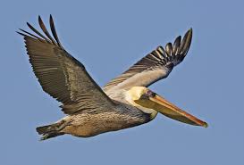 pelican