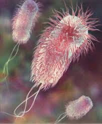 of E. coli in beef