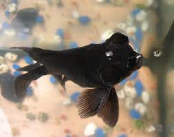 black moor goldfish