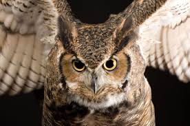 great horned owl food