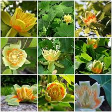 pictures tulip tree