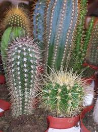 Click the image to open in full size.