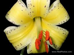 tiger lily