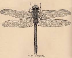 dragonfly clip art free