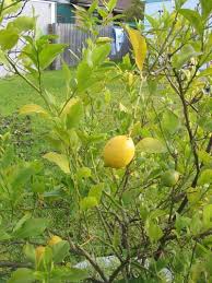 lemon tree photos