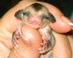 sugar glider