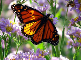 monarch butterfly photos
