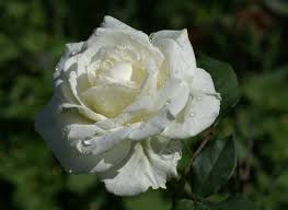 white rose flower