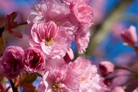 japanese flowering cherry