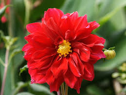 red dahlia