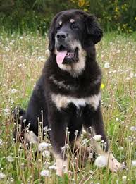 Tibetan Mastiff