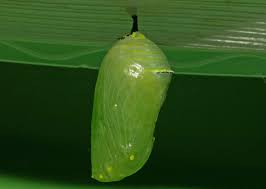 Monarch Chrysalis