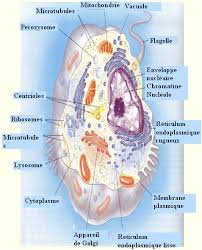 les cellules