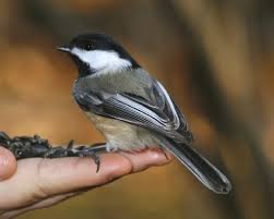 cute birds photos