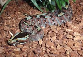 rhino viper snake
