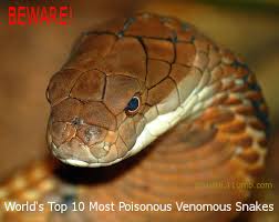 venomous snakes