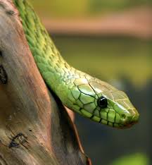 green mamba snake