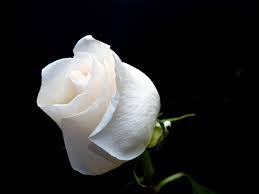 وصل رقم خمسه واهدي الوردة لمين ما بدك... Gift_white_roses