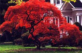 acer palmatum photos