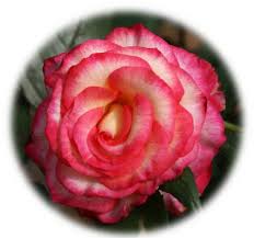red white roses