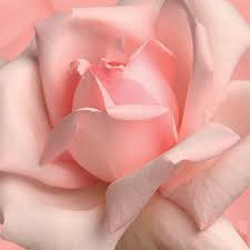 عندما يعود الحب ... عندما تعودالحنين ..!!! Pink_rose