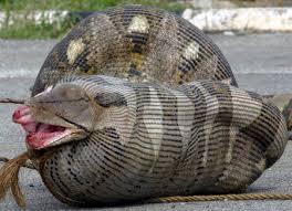 python