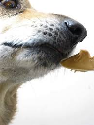 Dogs Like � Peanut Butter!