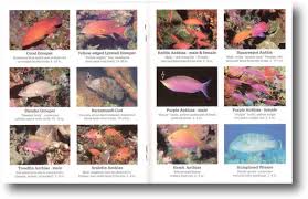 tropical fish identification pictures