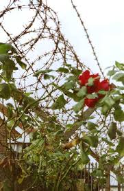 barb wire roses