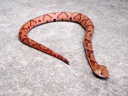 copperhead photos