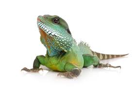 pet lizards