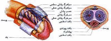 آلت مرد