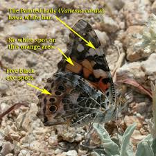 butterfly identification pictures
