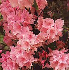 pictures azaleas
