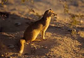 mongoose pictures