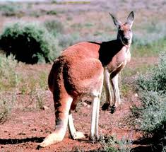 kangaroo