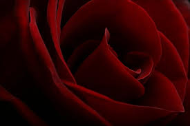 pic red roses