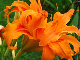 orange daylily