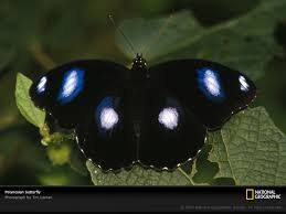 black butterflies