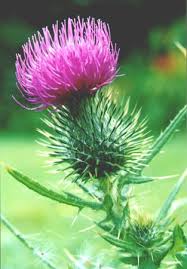 thistle pictures