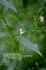 Sambiloto (Andrographis paniculata Ness.)