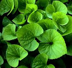 pictures of leaves