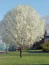 pear trees pictures