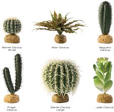desert plants