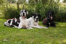 duitse doggen