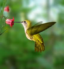 colorful hummingbirds