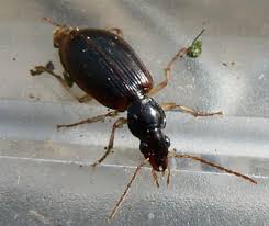 types beetles pictures
