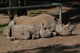 Black Rhino